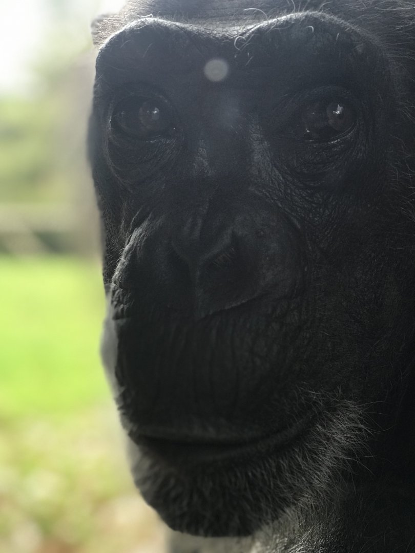 Western Chimpanzee closeup (Pan troglodytes)