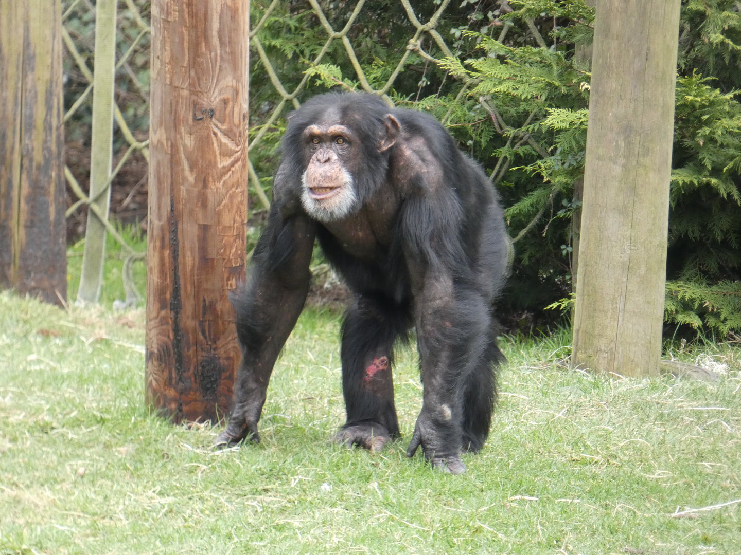 Western chimpanzee 'Eric'