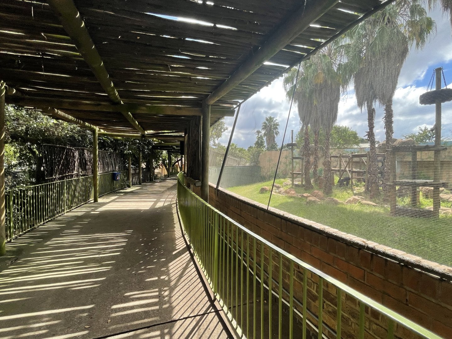 Western Chimpanzee Exhibit and Viewing (Pan troglodytes)