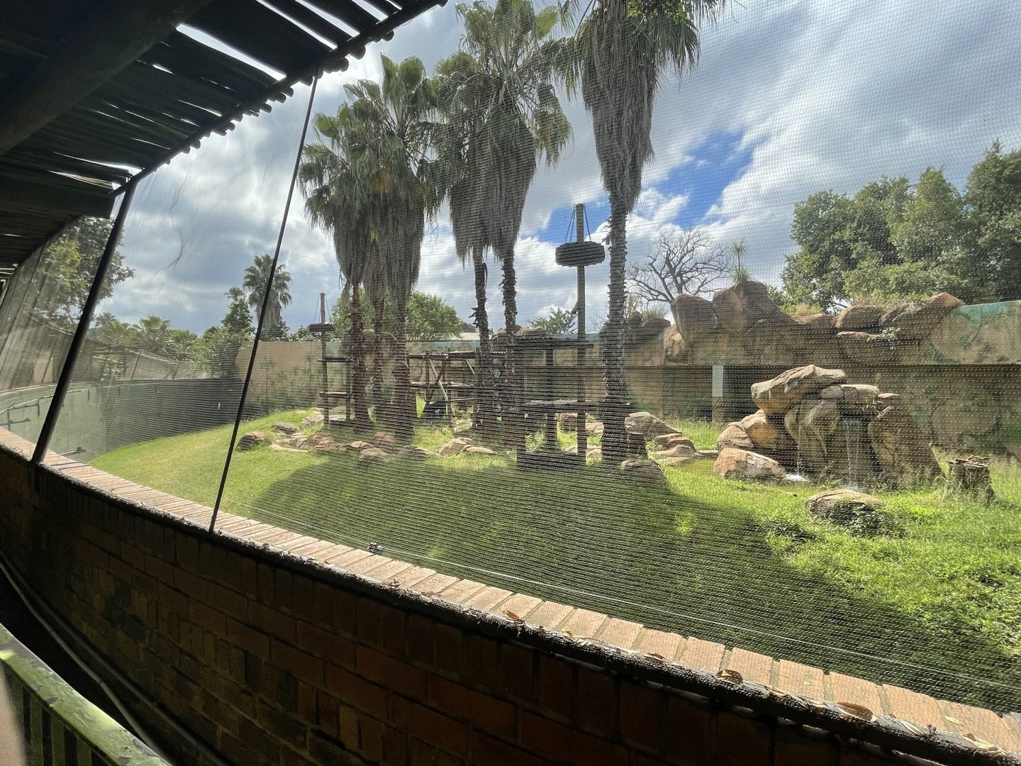 Western Chimpanzee Exhibit (Pan troglodytes)