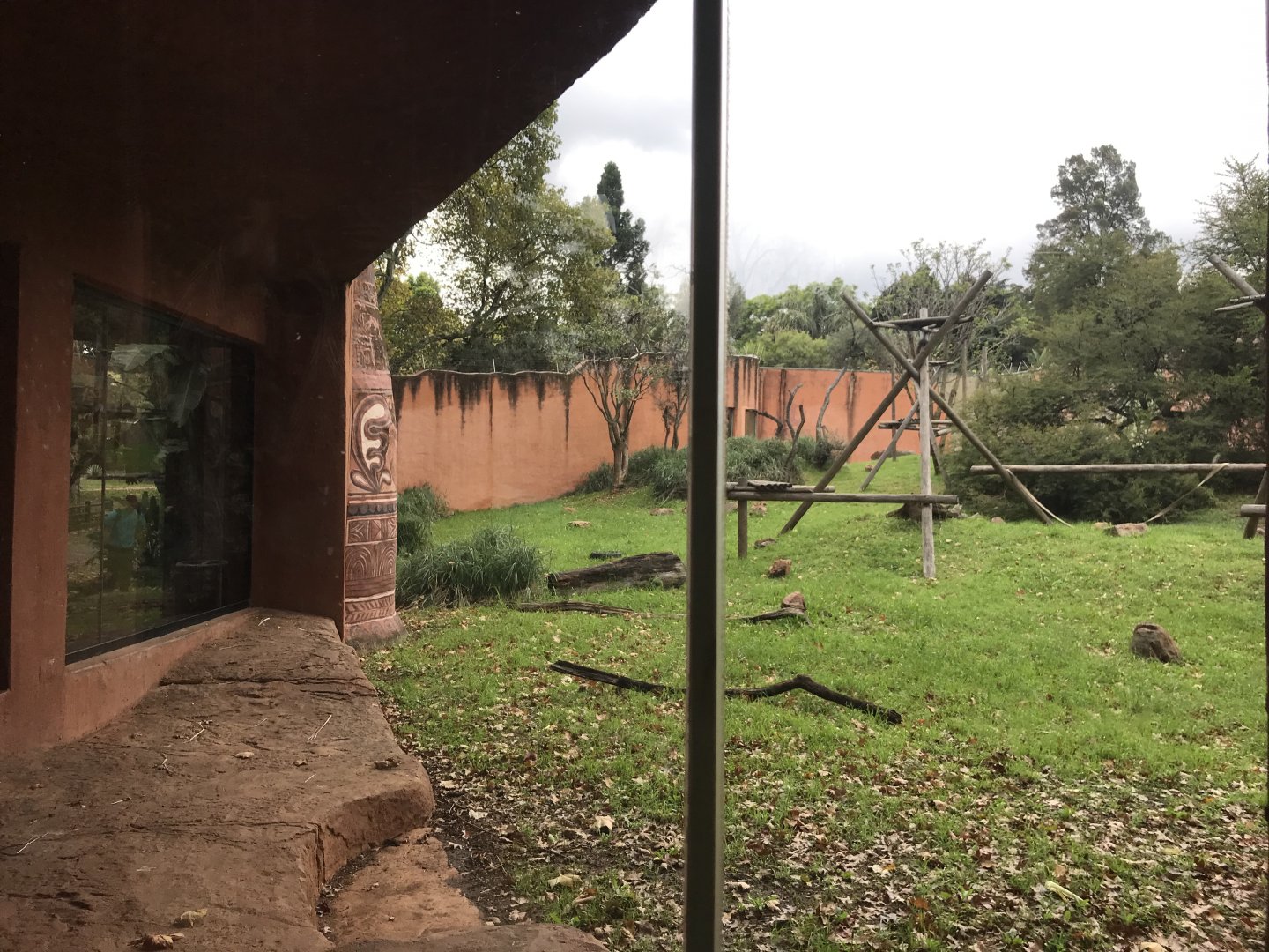 Western Chimpanzee Exhibit (Pan troglodytes)