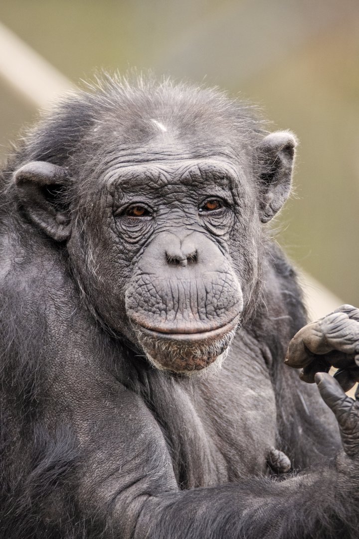 Western chimpanzee 'Galatea'