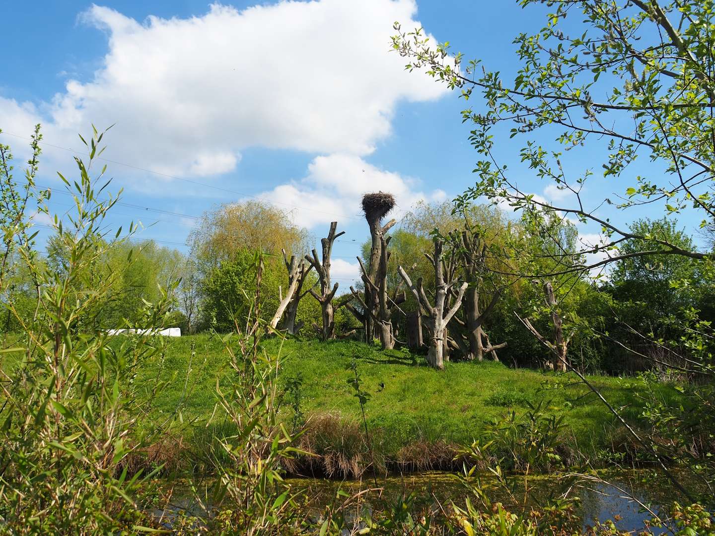 Western chimpanzee island, 2023-04-30