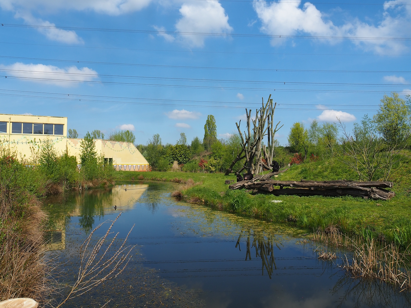 Western chimpanzee island, 2023-04-30