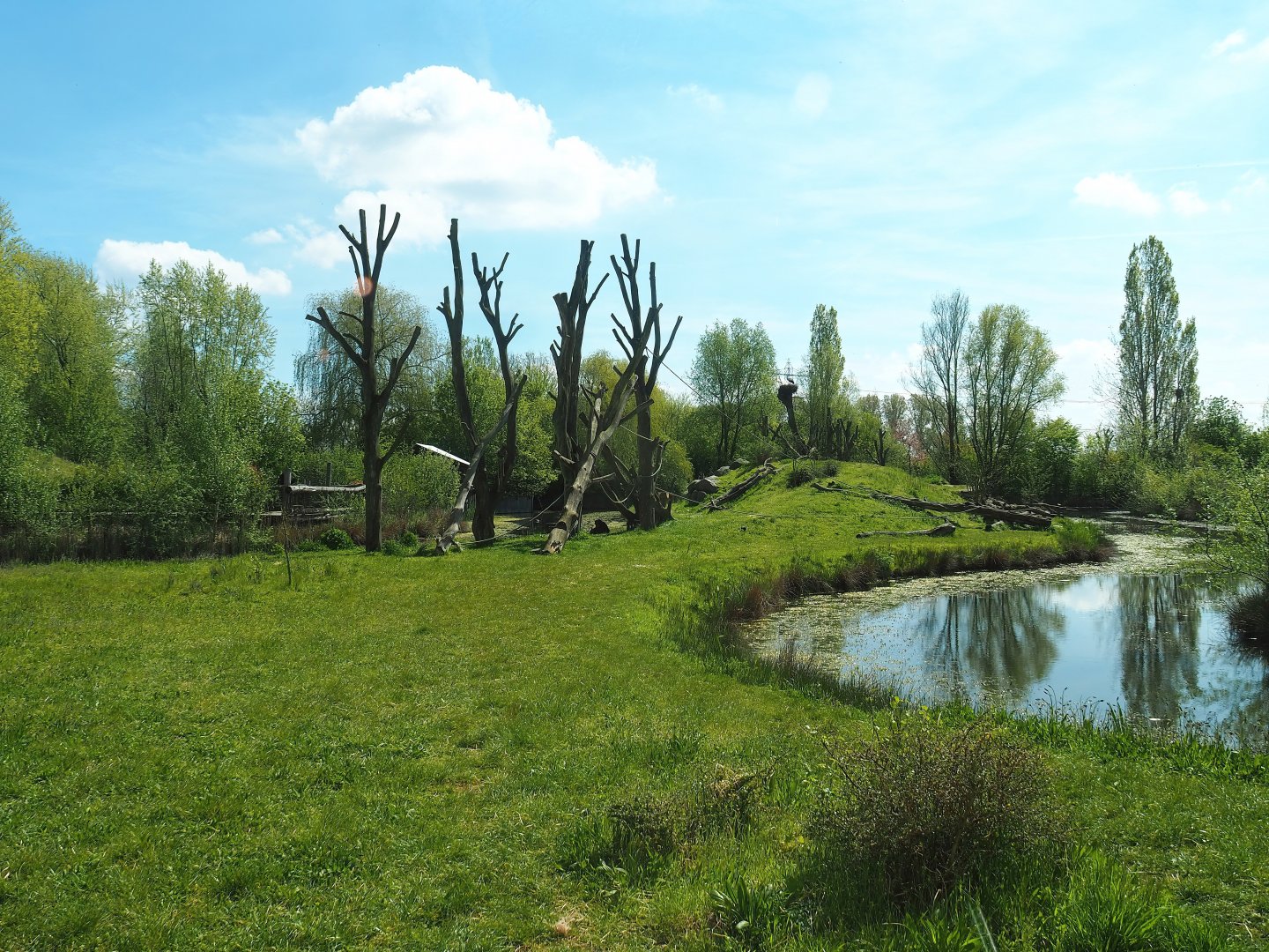 Western chimpanzee island, 2023-04-30