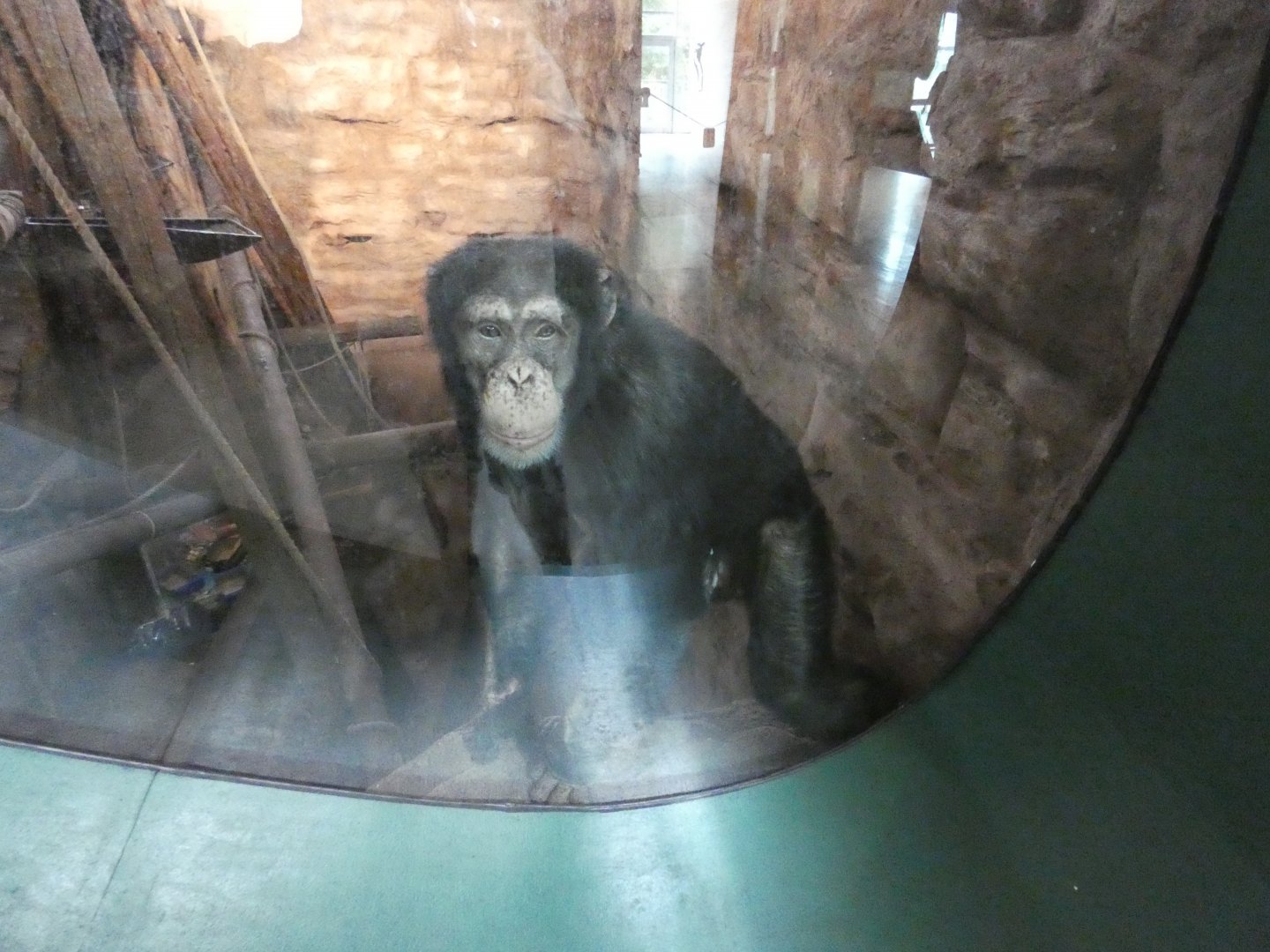 Western chimpanzee (Maadili)