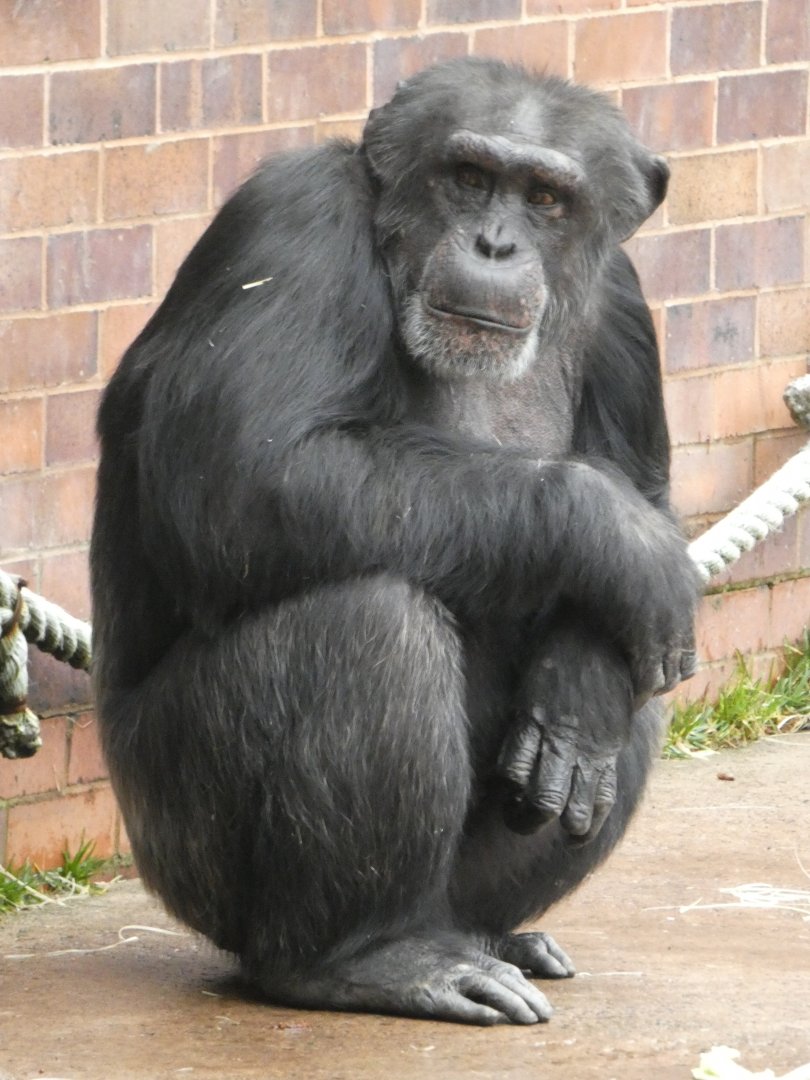 Western chimpanzee male