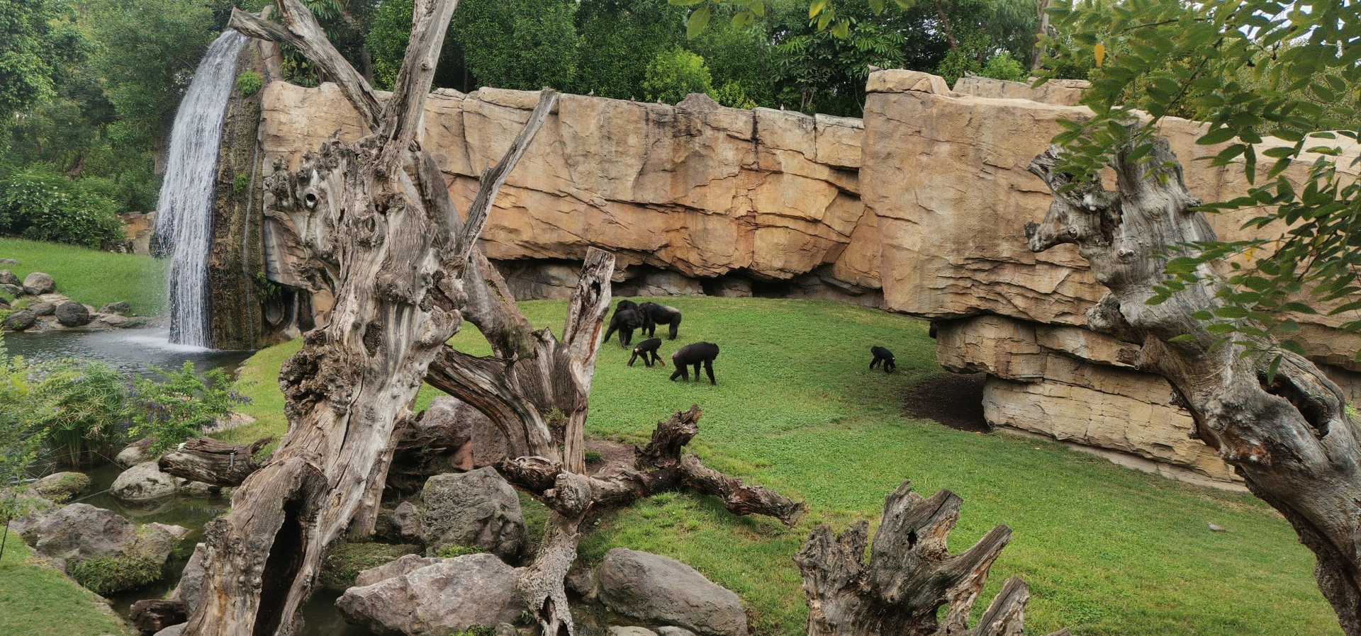Western Chimpanzee outdoor