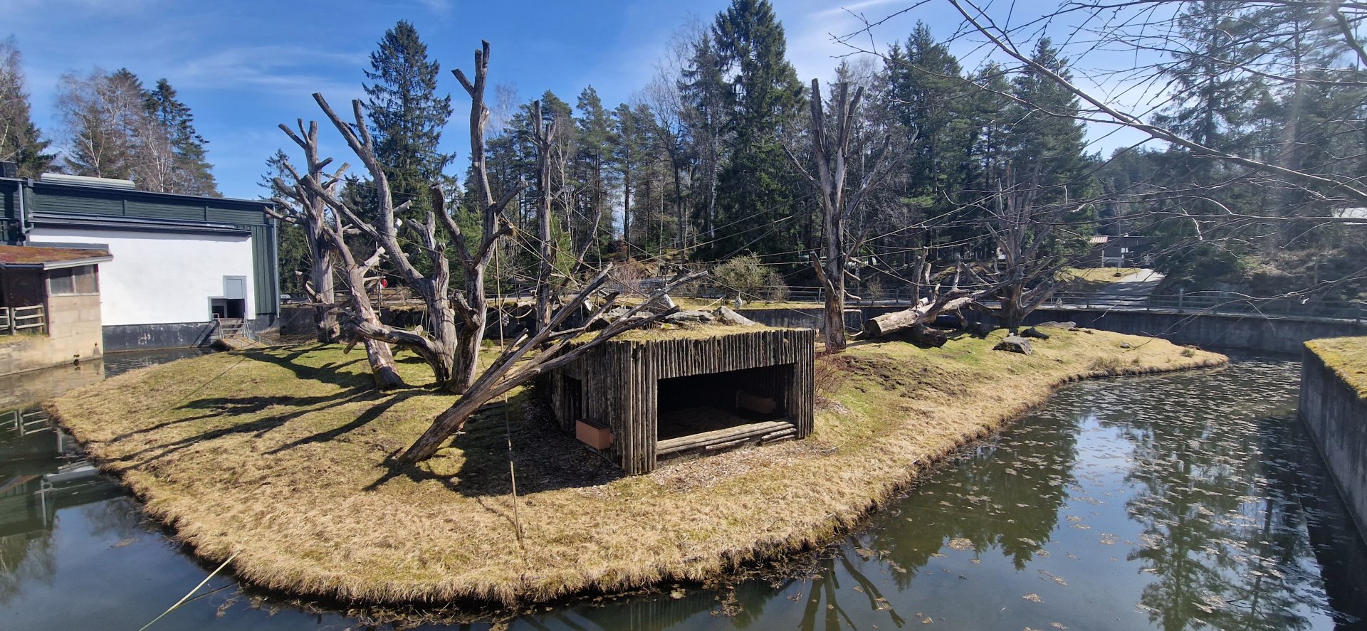 Western Chimpanzee outdoor