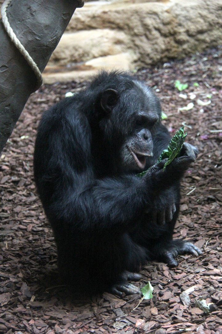 Western Chimpanzee (Pan troglodytes verus)