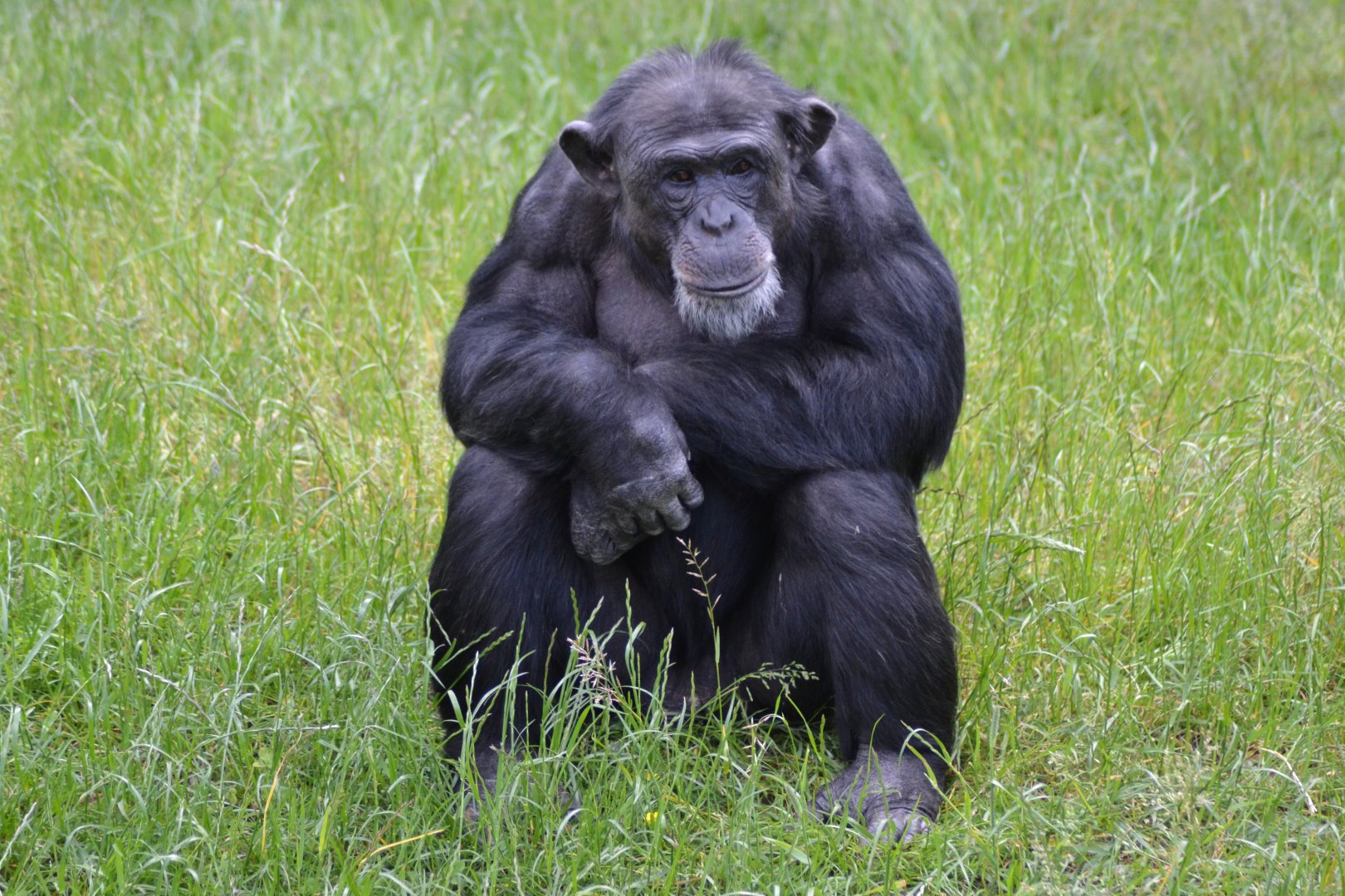 Western chimpanzee (Pan troglodytes verus)
