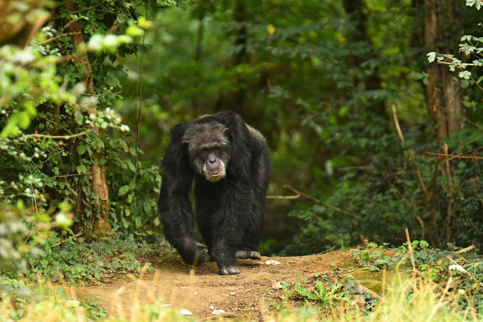 Western chimpanzee (Pan troglodytes verus)