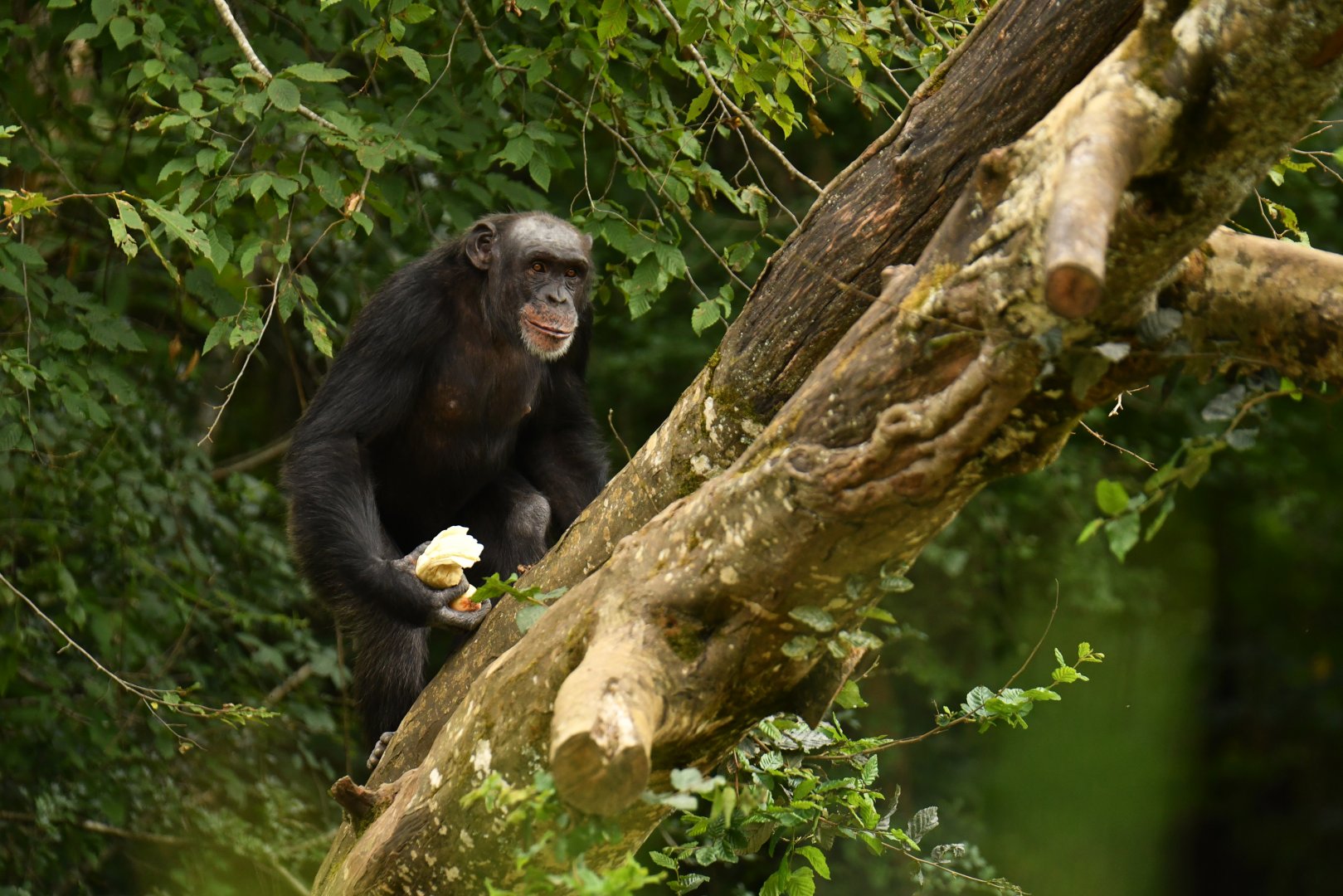 Western chimpanzee (Pan troglodytes verus)
