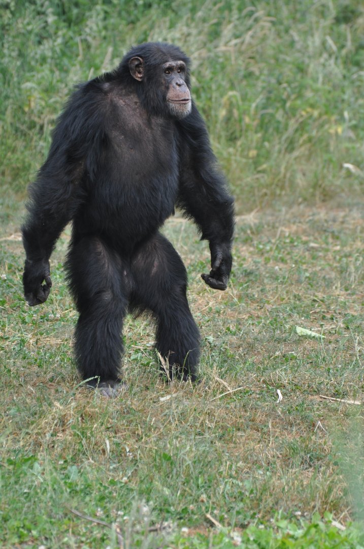 Western chimpanzee (Pan troglodytes verus)