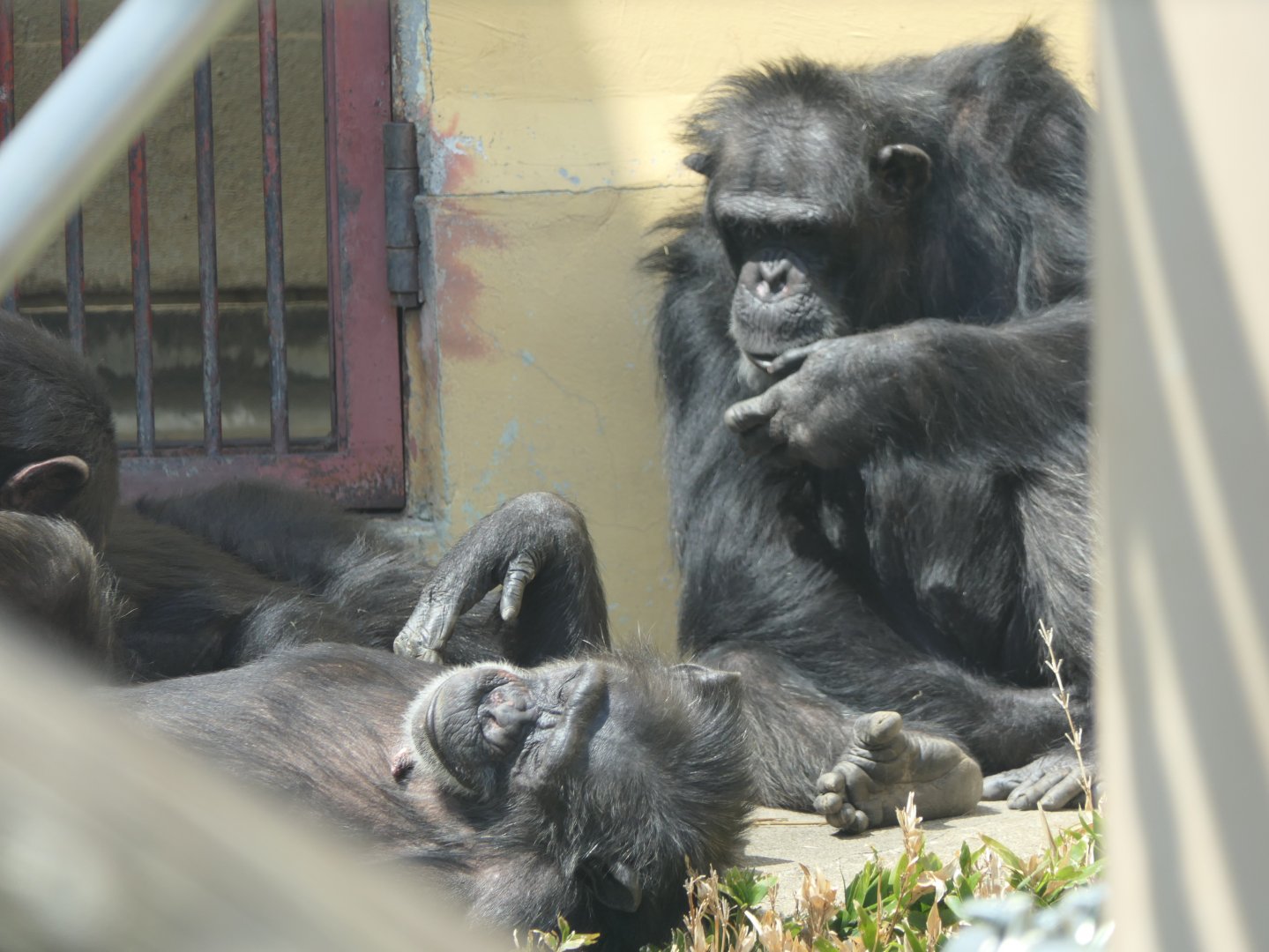 Western Chimpanzee (Pan troglodytes verus)