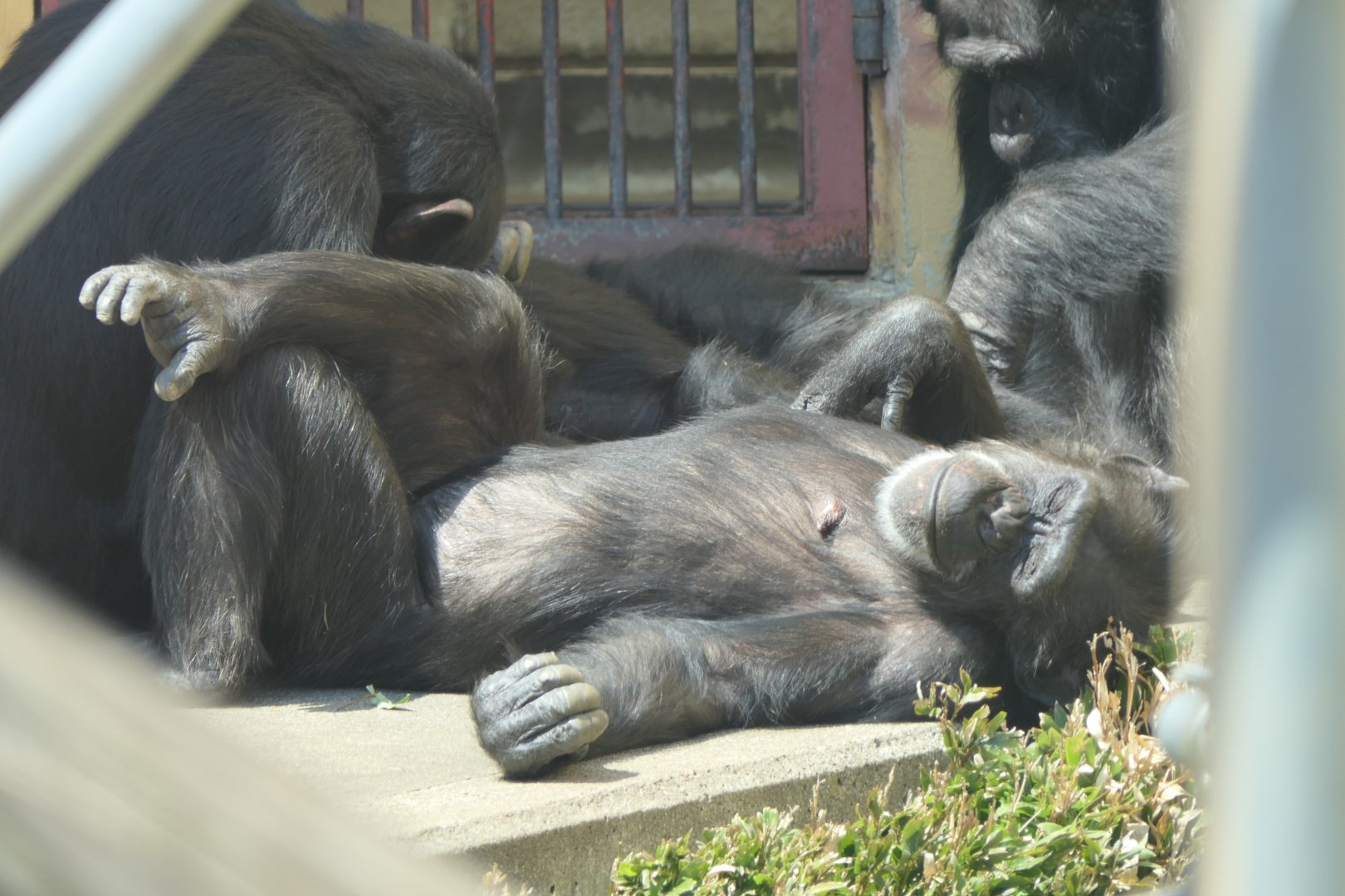 Western Chimpanzee (Pan troglodytes verus)