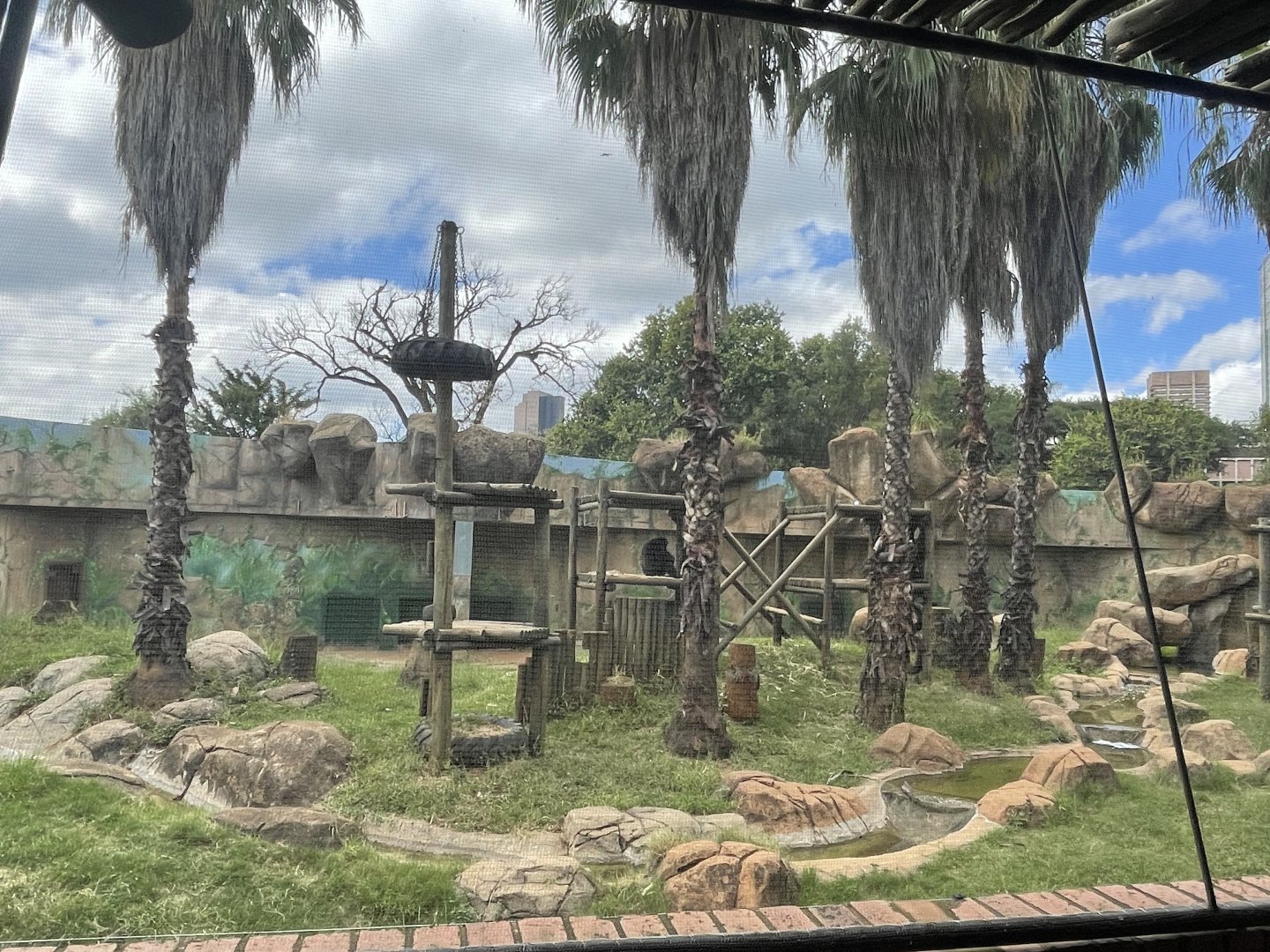 Western Chimpanzee (Pan troglodytes)