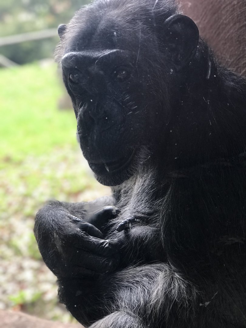 Western Chimpanzee (Pan troglodytes)