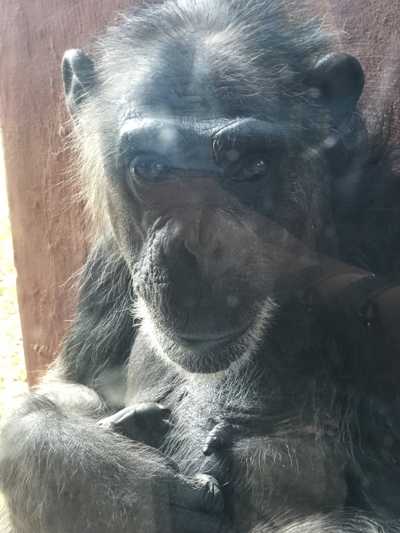 Western Chimpanzee (Pan troglodytes)