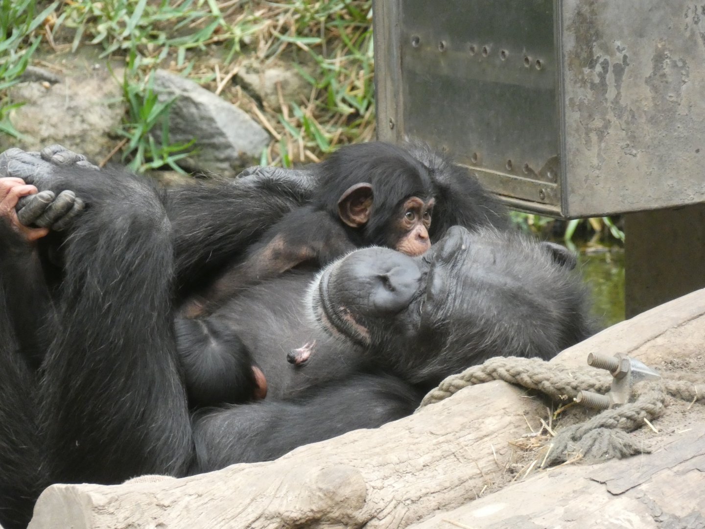 Western Chimpanzee with babies