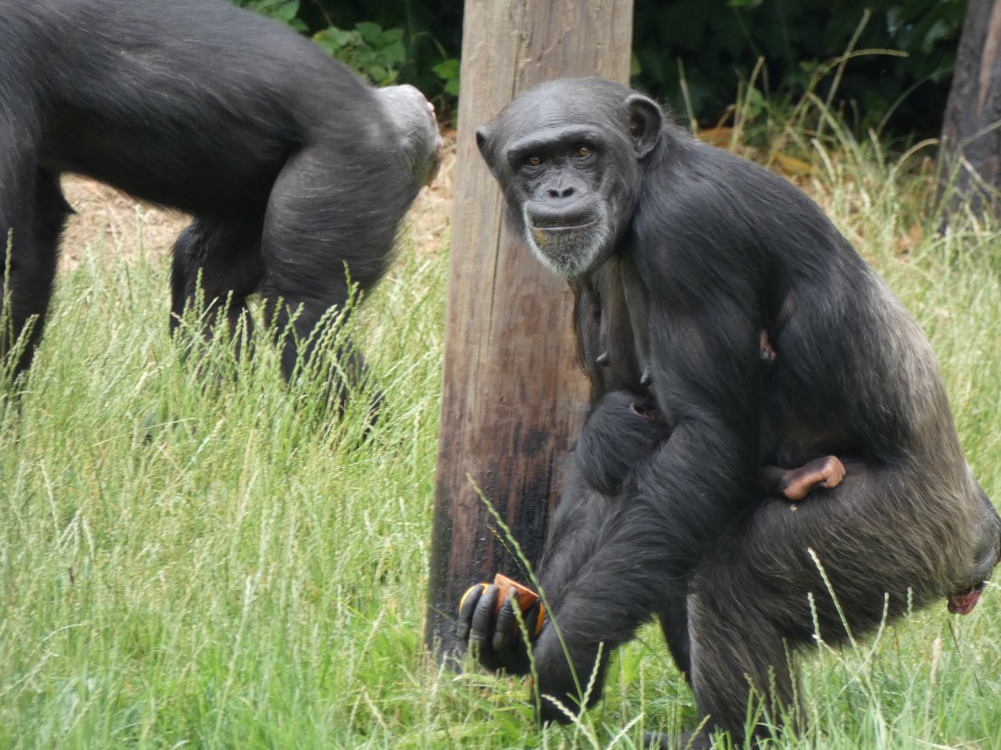 Western Chimpanzee with daughter (Zee-Zee & Stevie)