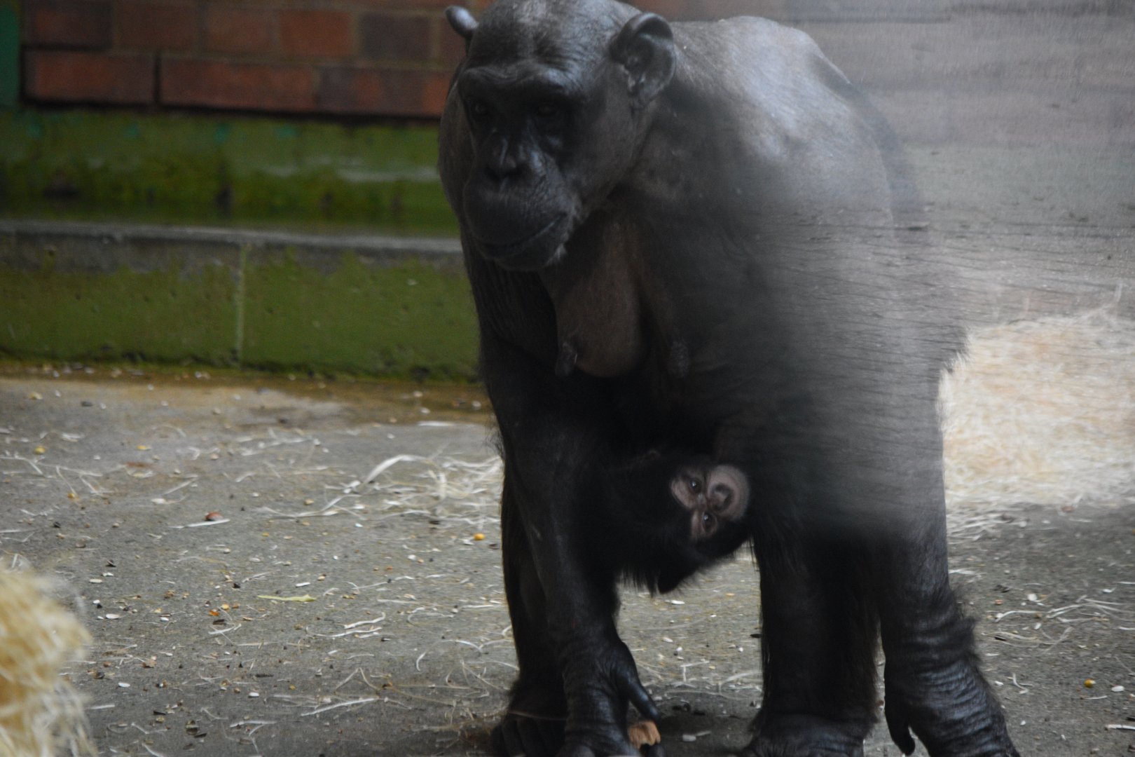 Western chimpanzee with infant