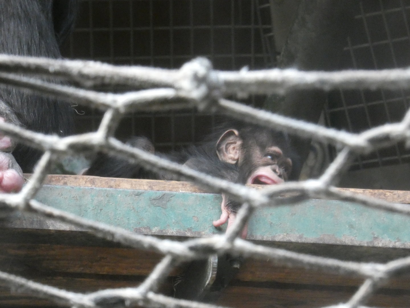 Western chimpanzee youngster 'Jeff'
