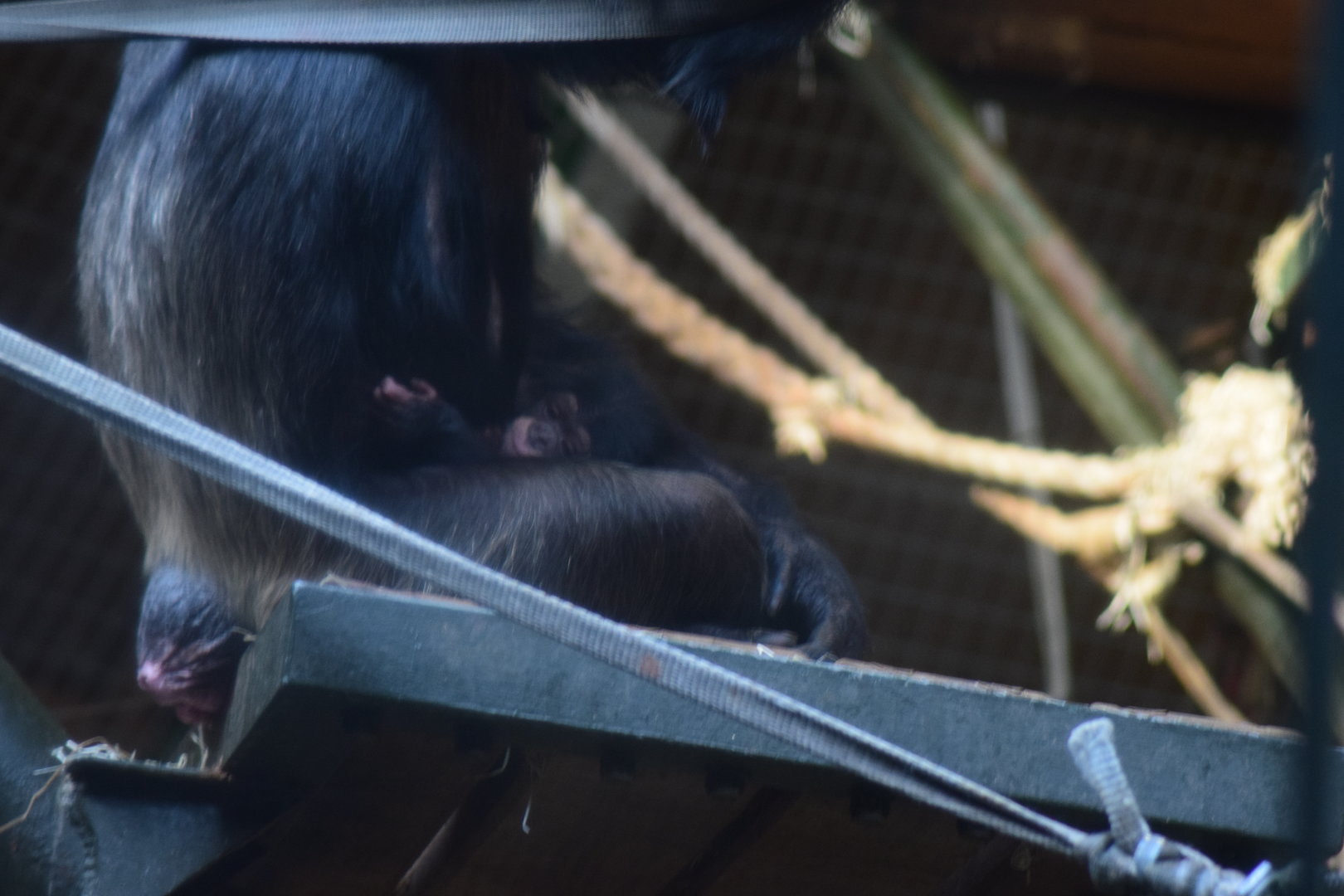 Western Chimpanzee- Zee Zee and new infant