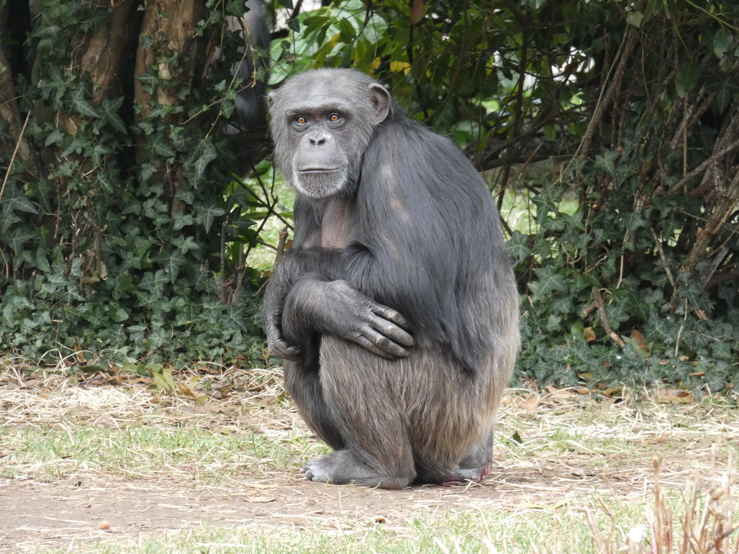 Western chimpanzee 'ZeeZee'