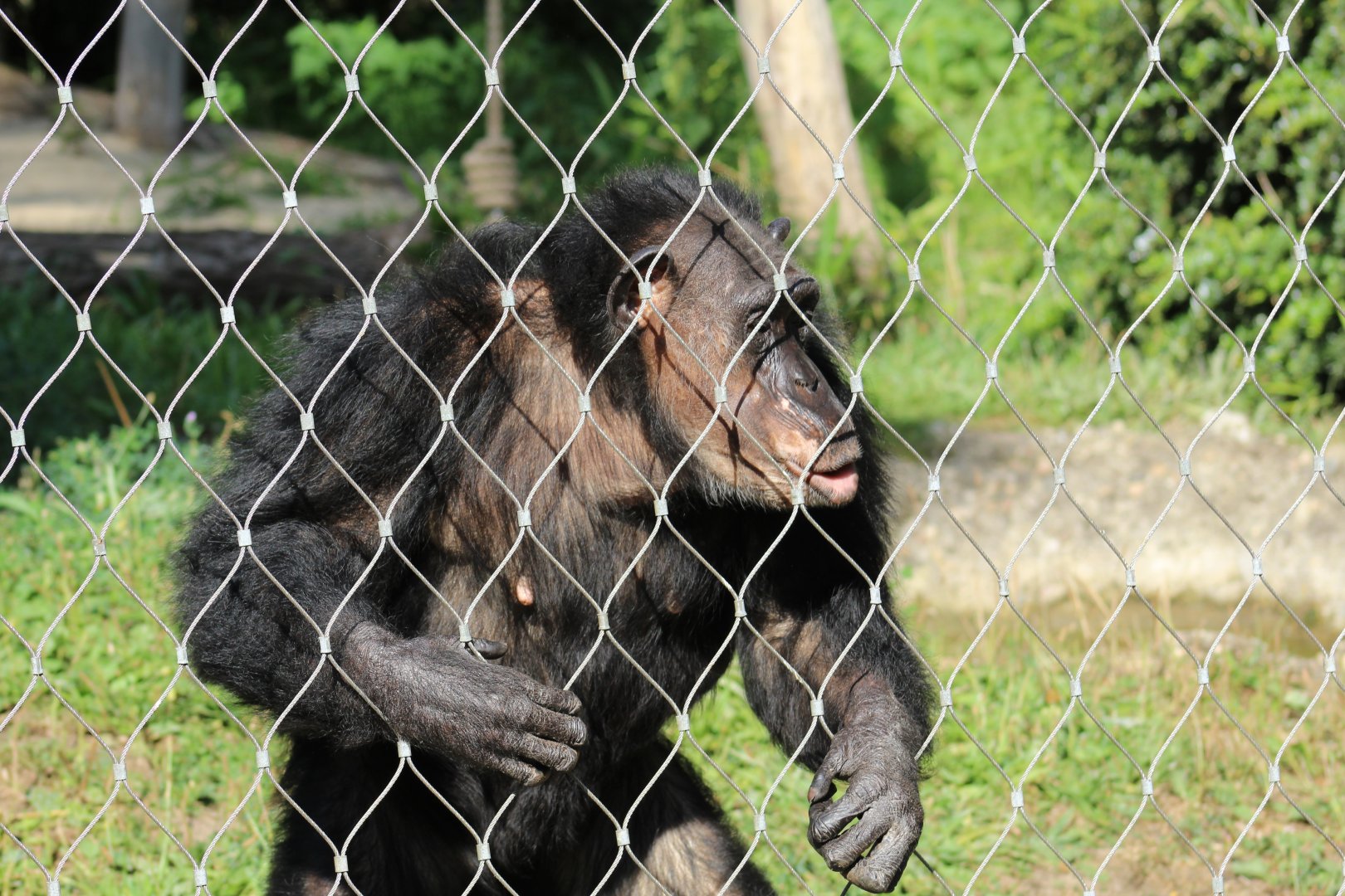 Western Chimpanzee