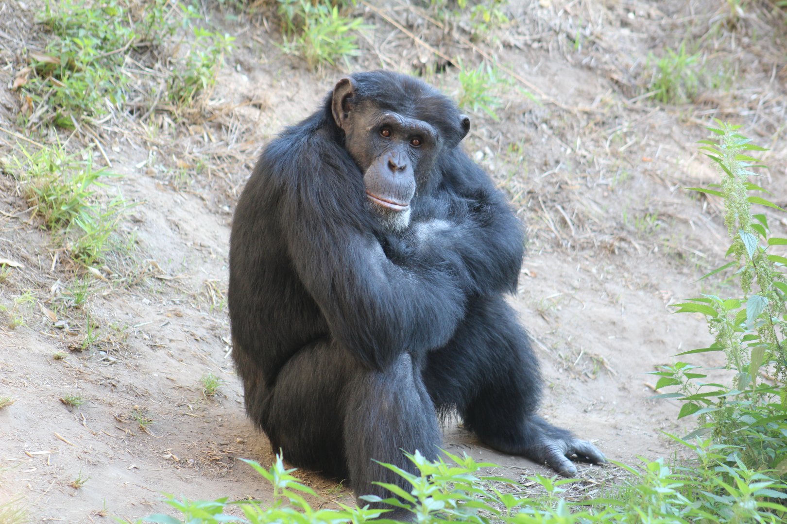 Western Chimpanzee