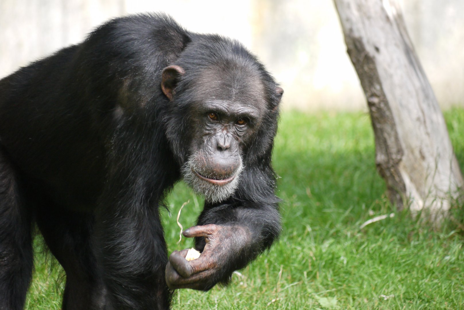 Western Chimpanzee