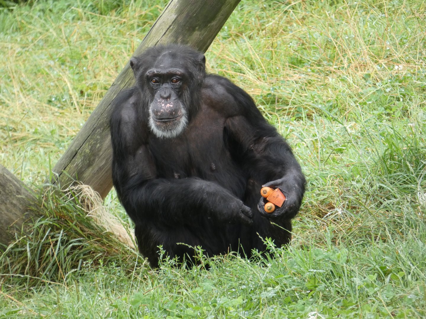 Western Chimpanzee
