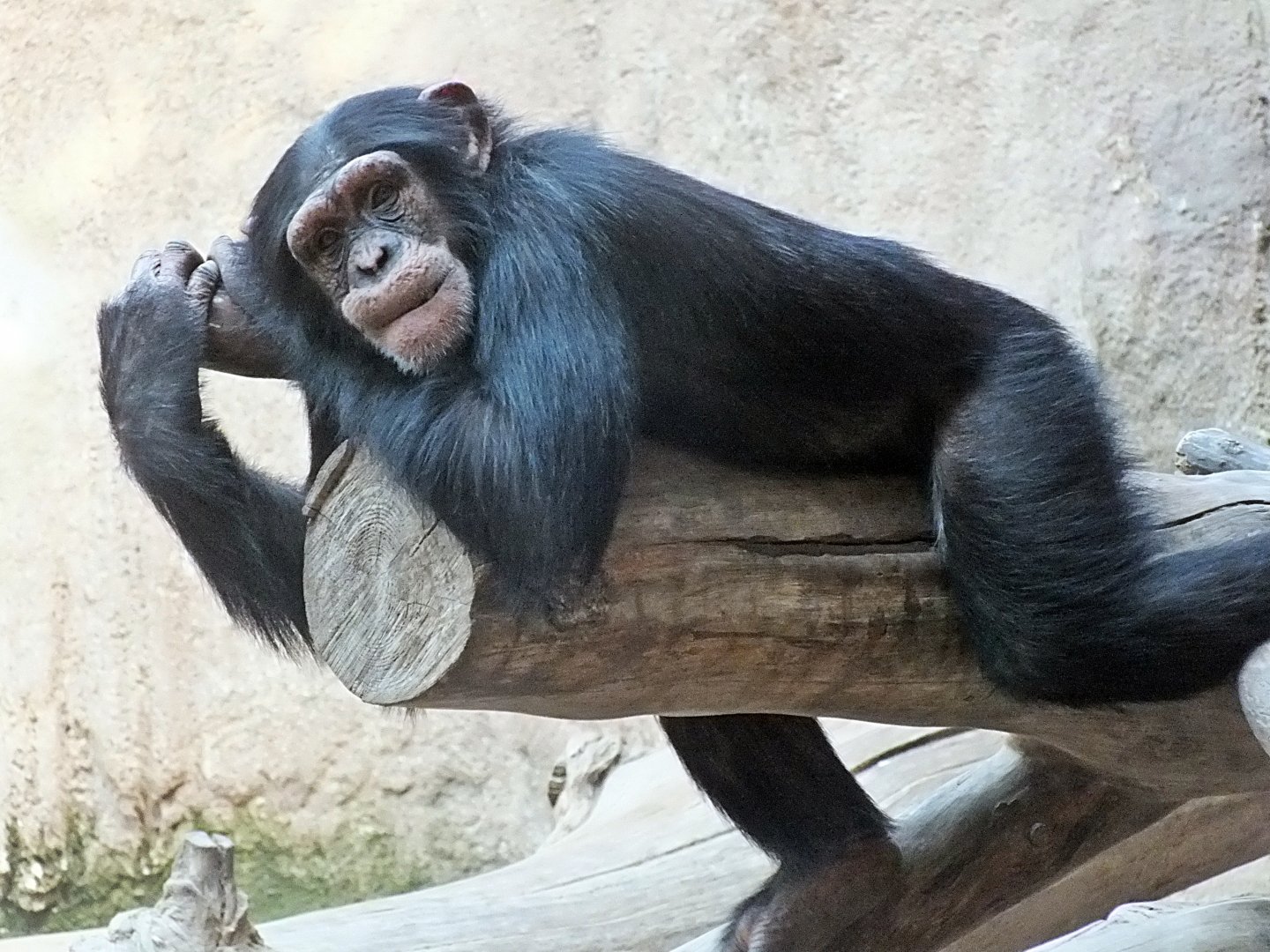 Western chimpanzee