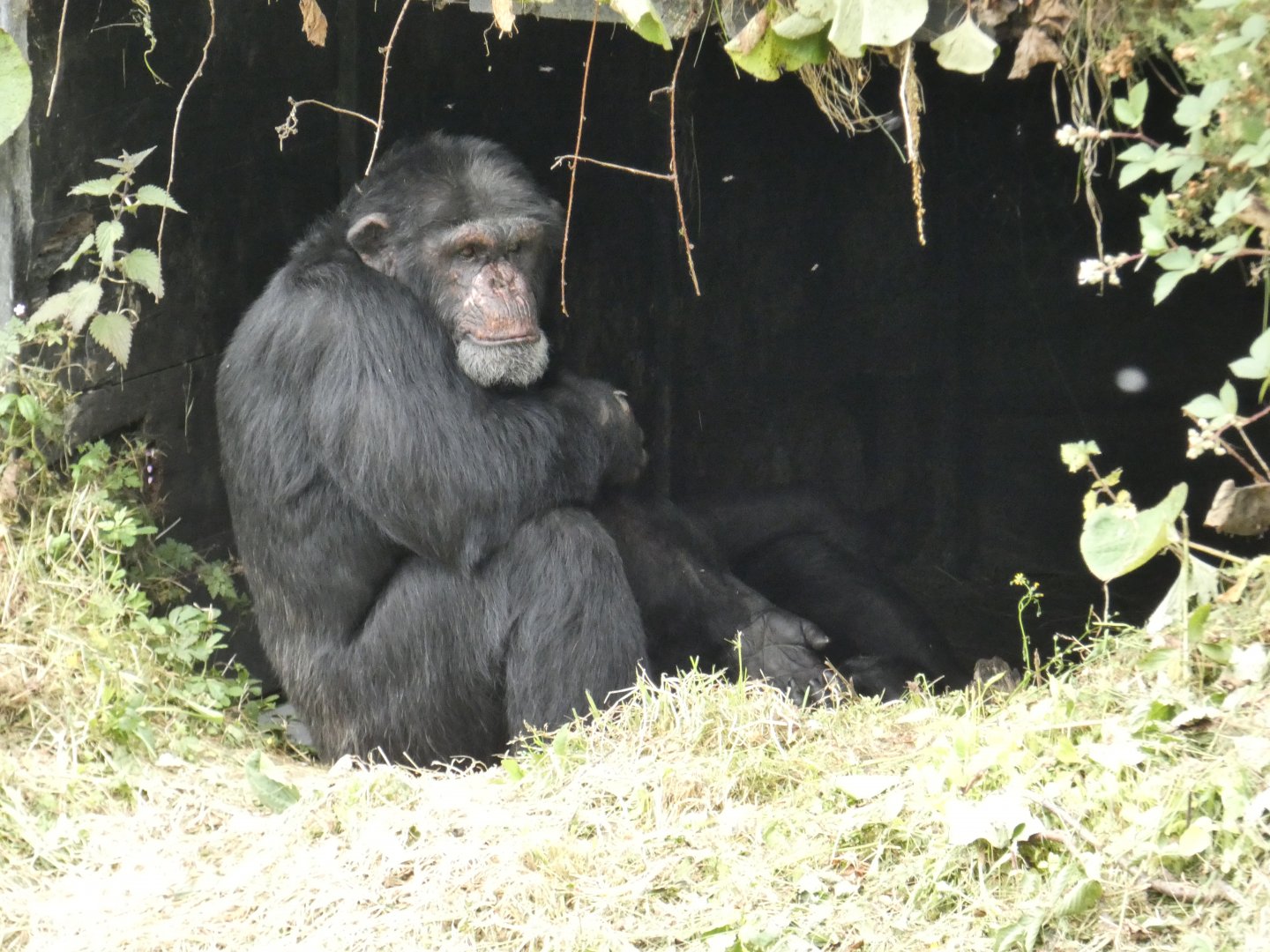 Western chimpanzee