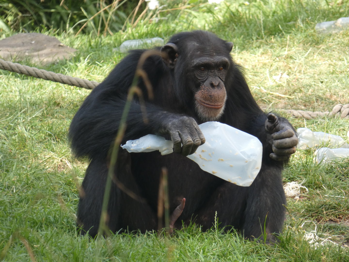 Western chimpanzee