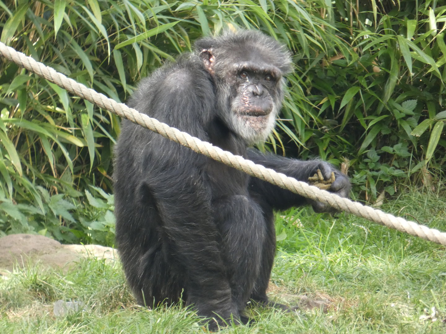 Western chimpanzee