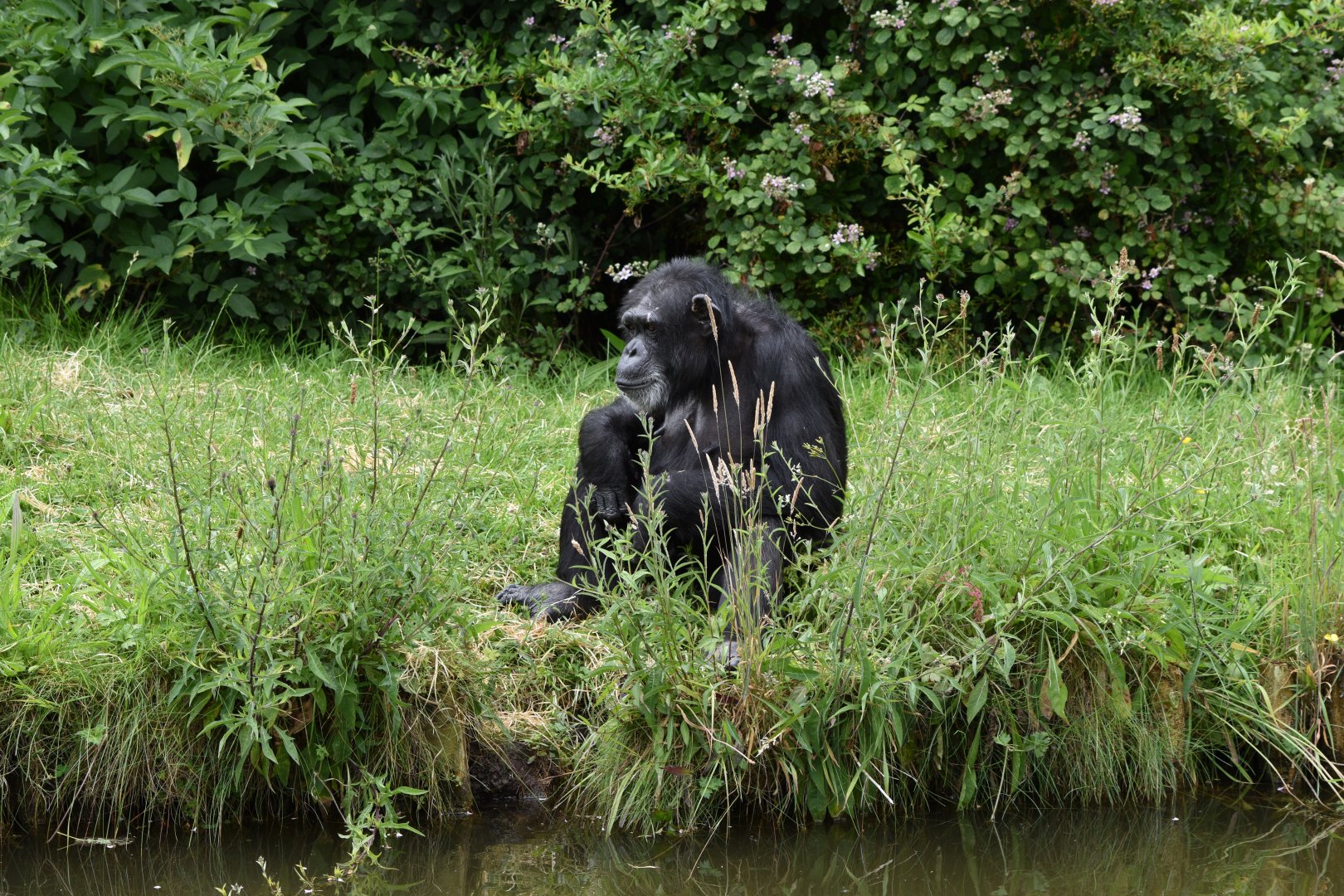 Western chimpanzee