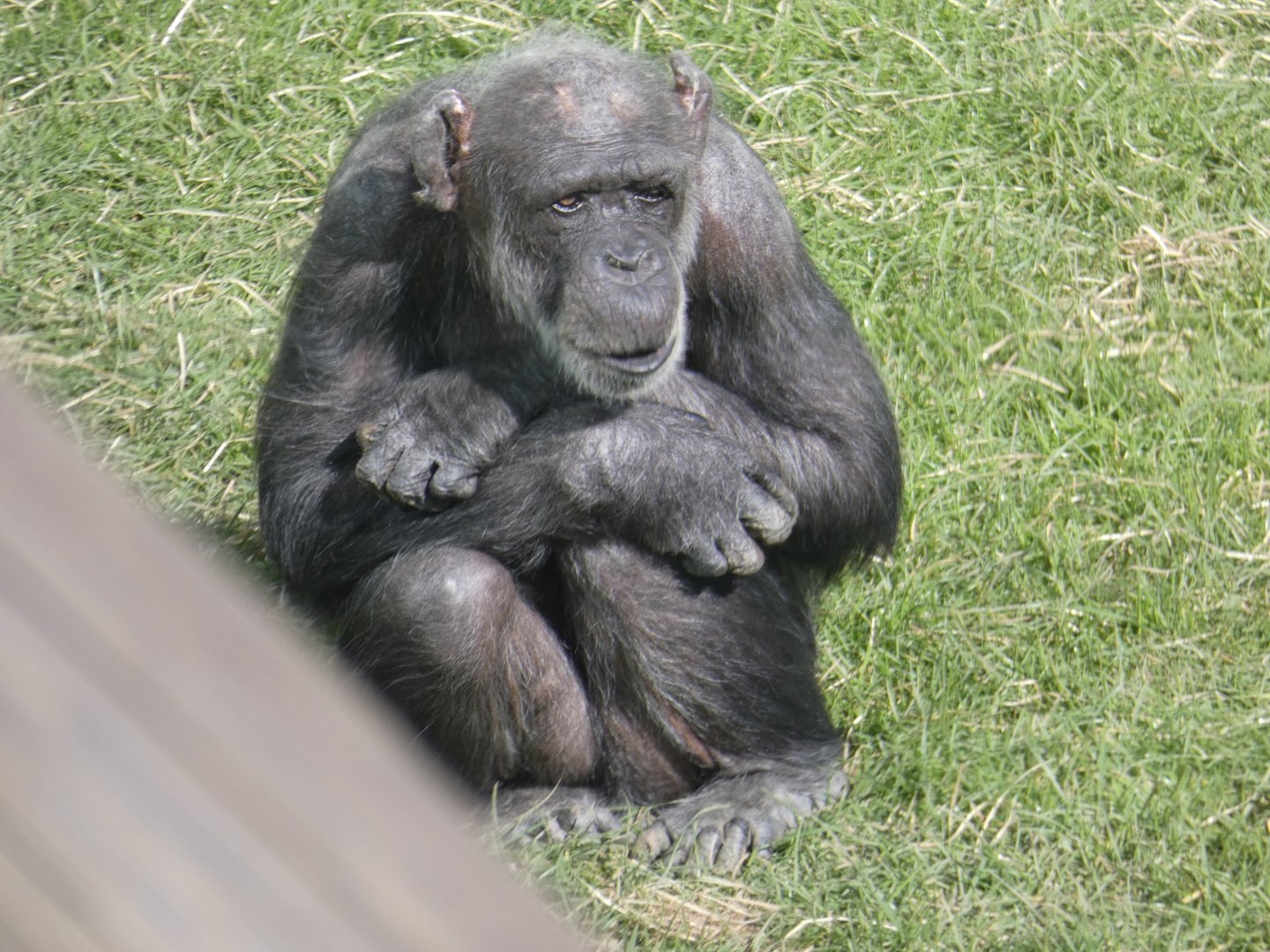 Western chimpanzee