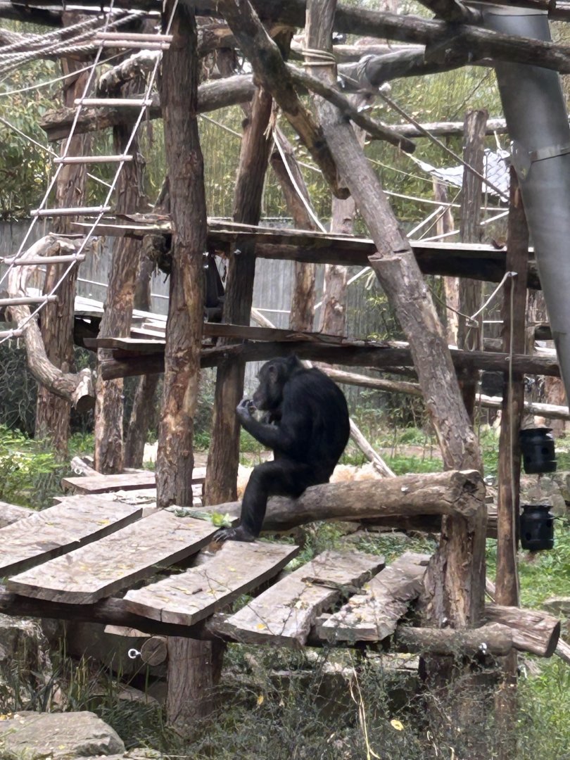 Western chimpanzee