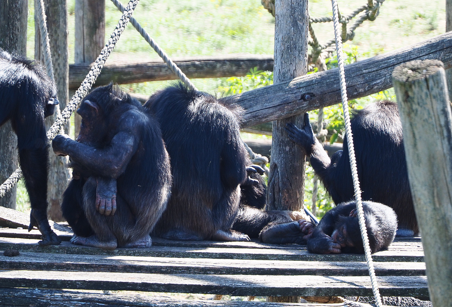 Western chimpanzees (Pan troglodytes verus), 2019-09-15