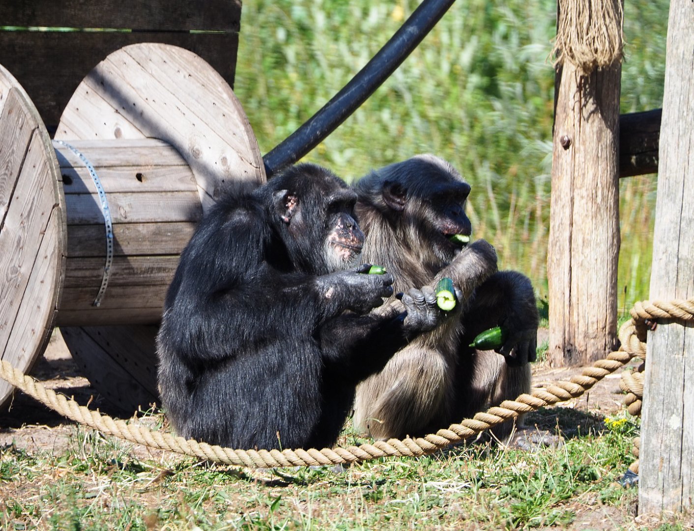Western chimpanzees (Pan troglodytes verus) eating cucumbers, 2019-09-15