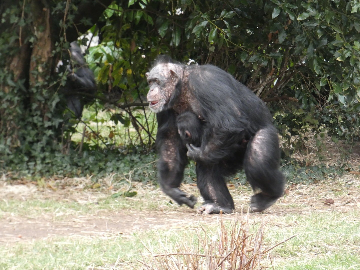 Western chimpanzees 'Sally' and 'Jeff'