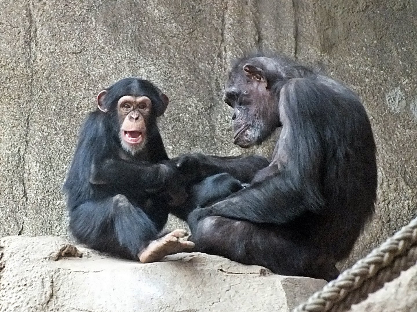 Western chimpanzees