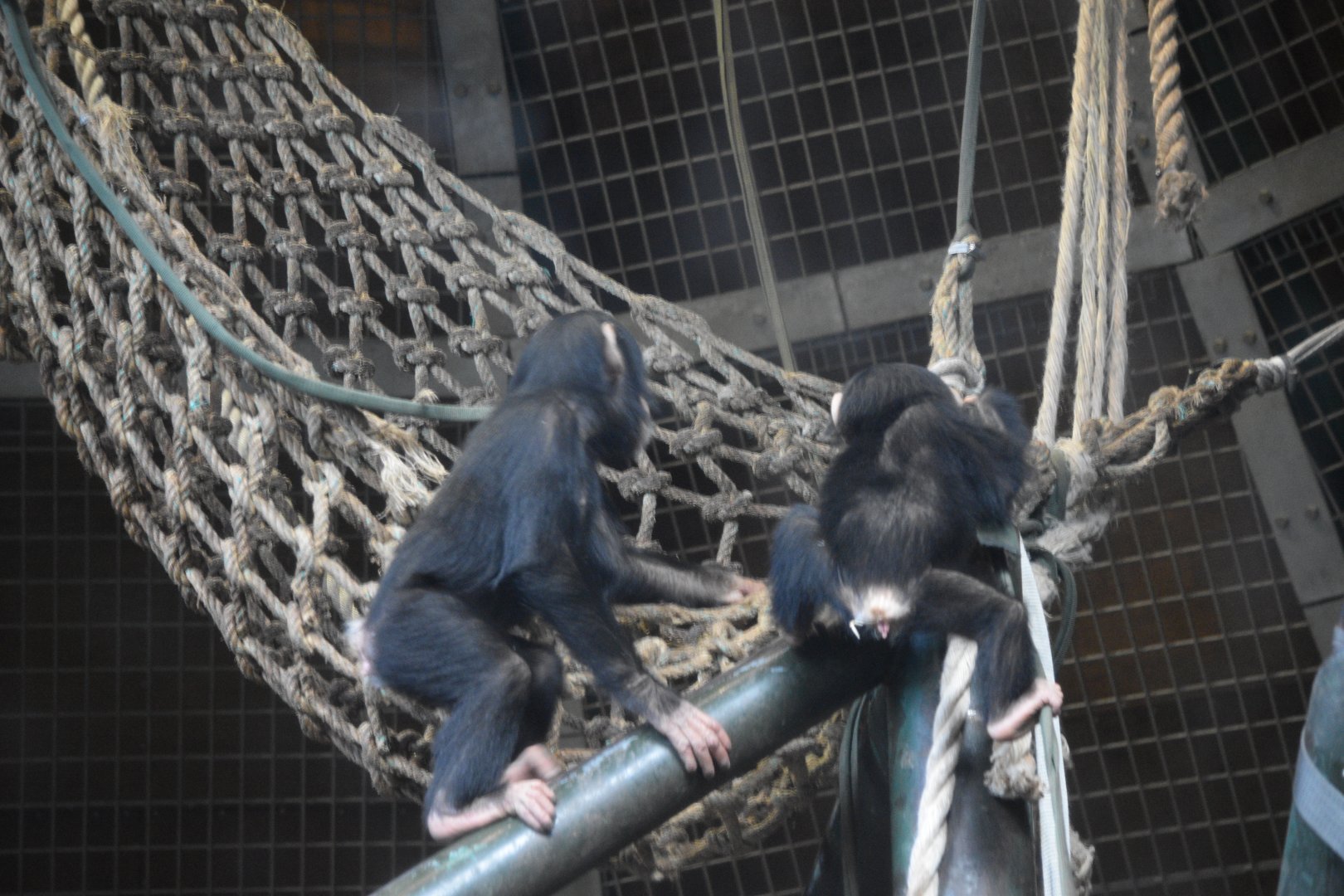 Western chimpanzees