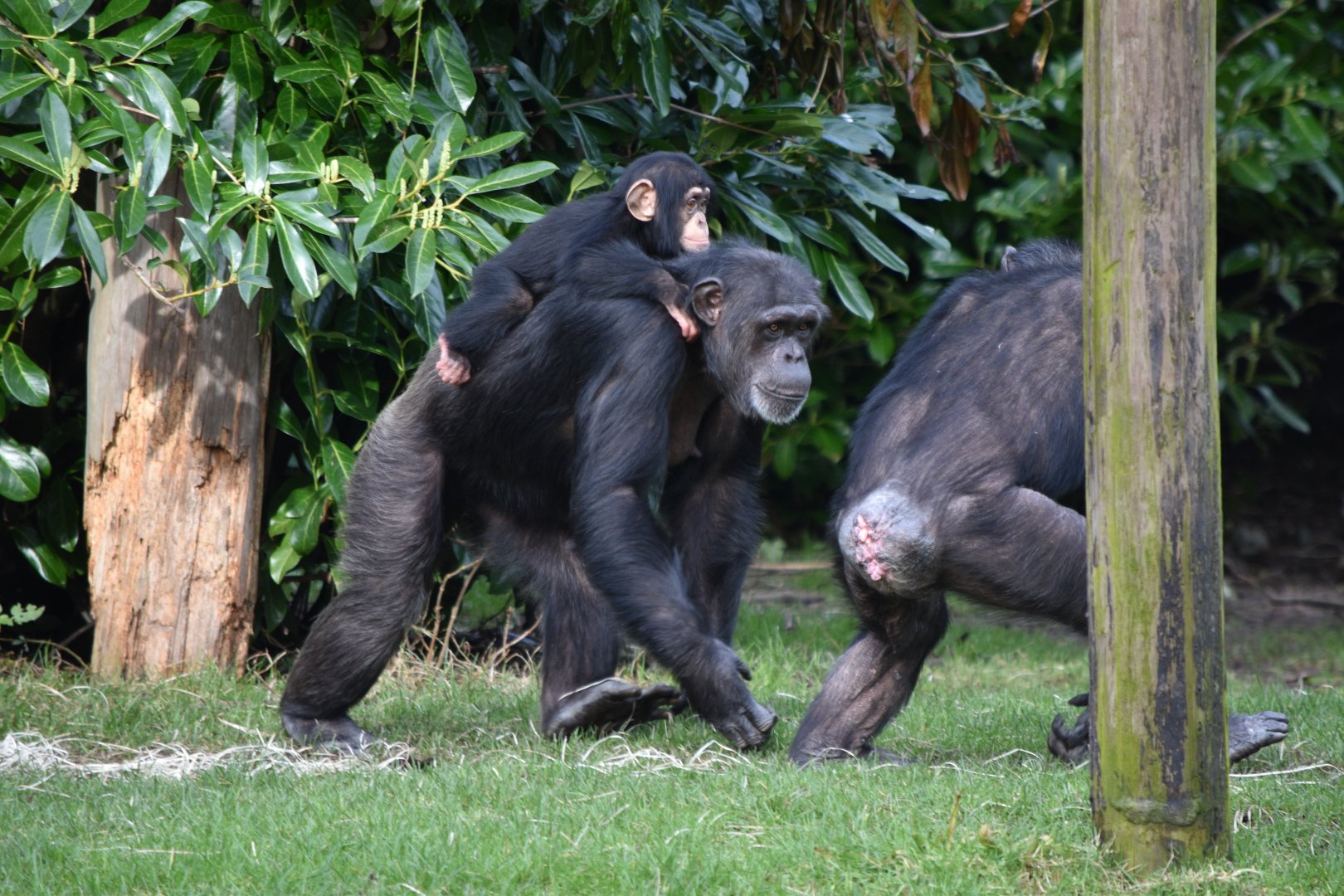 Western chimpanzees