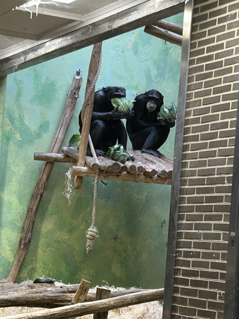 Western chimpanzees