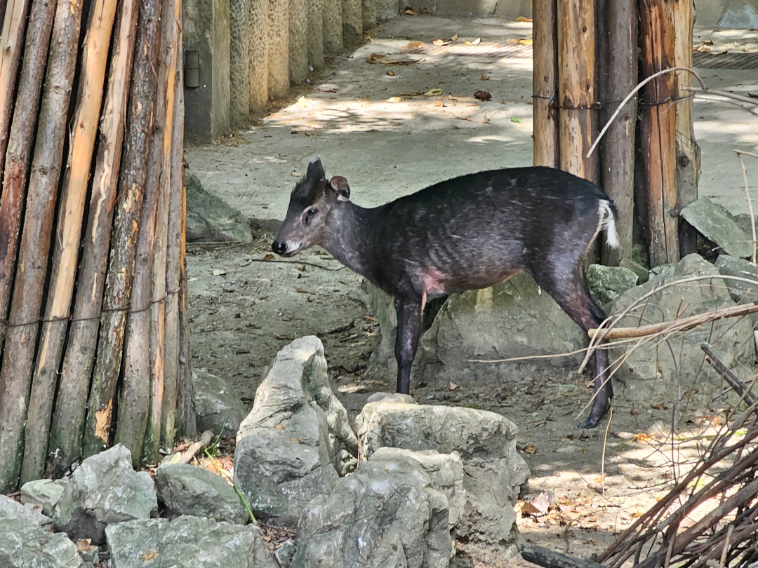 Western Chinese tufted deer (Elaphodus cephalophus cephalophus), 05/2025