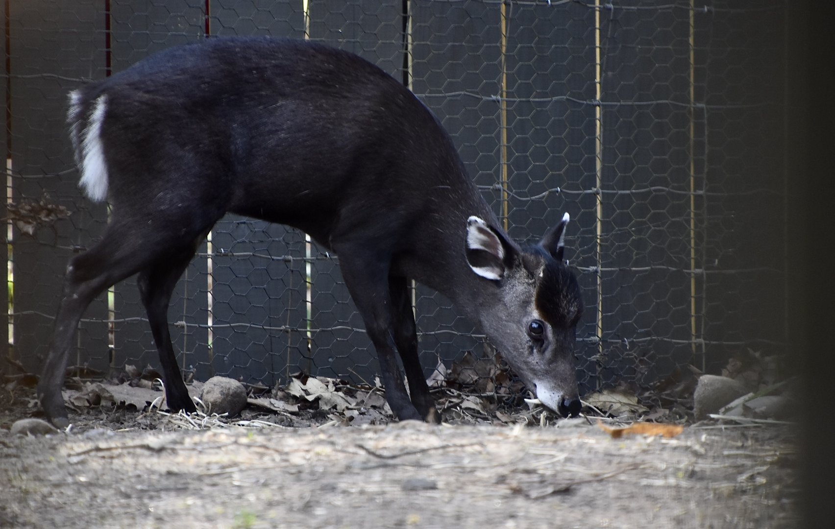 Western Chinese Tufted Deer (Elaphodus cephalophus cephalophus) male