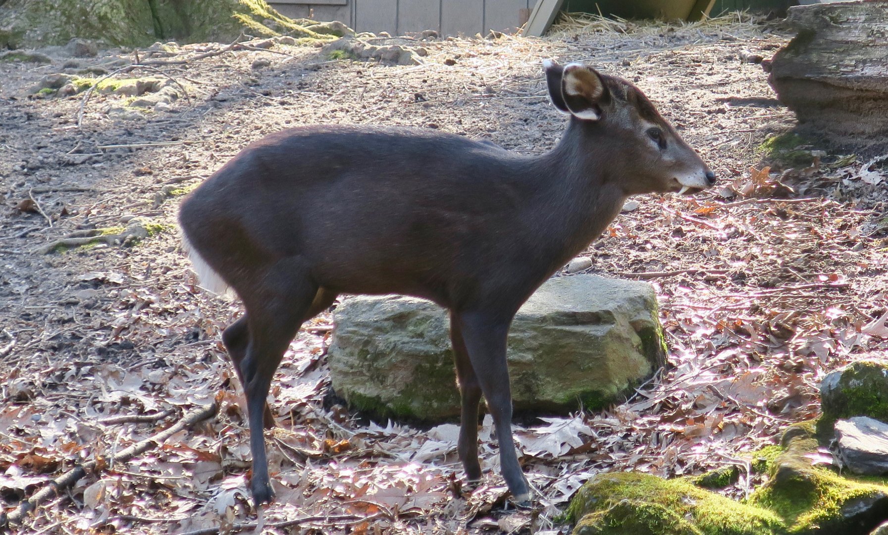 Western Chinese Tufted Deer (Elaphodus cephalophus cephalophus)